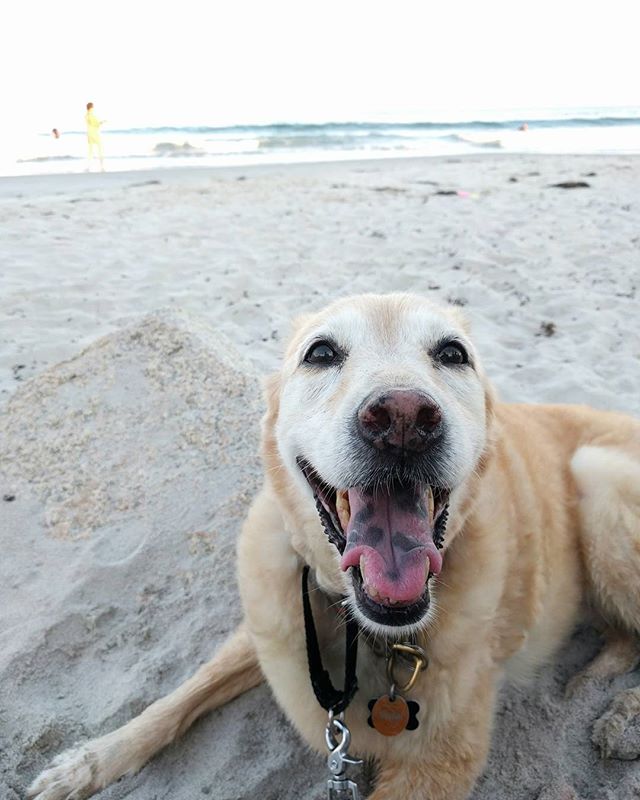 This member of our family loves the beach more than any of us. Happy #nationaldogday, Dakota!