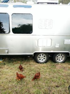Chickens in front of the Airstream